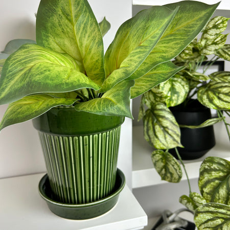 Green striped plant pot with plate