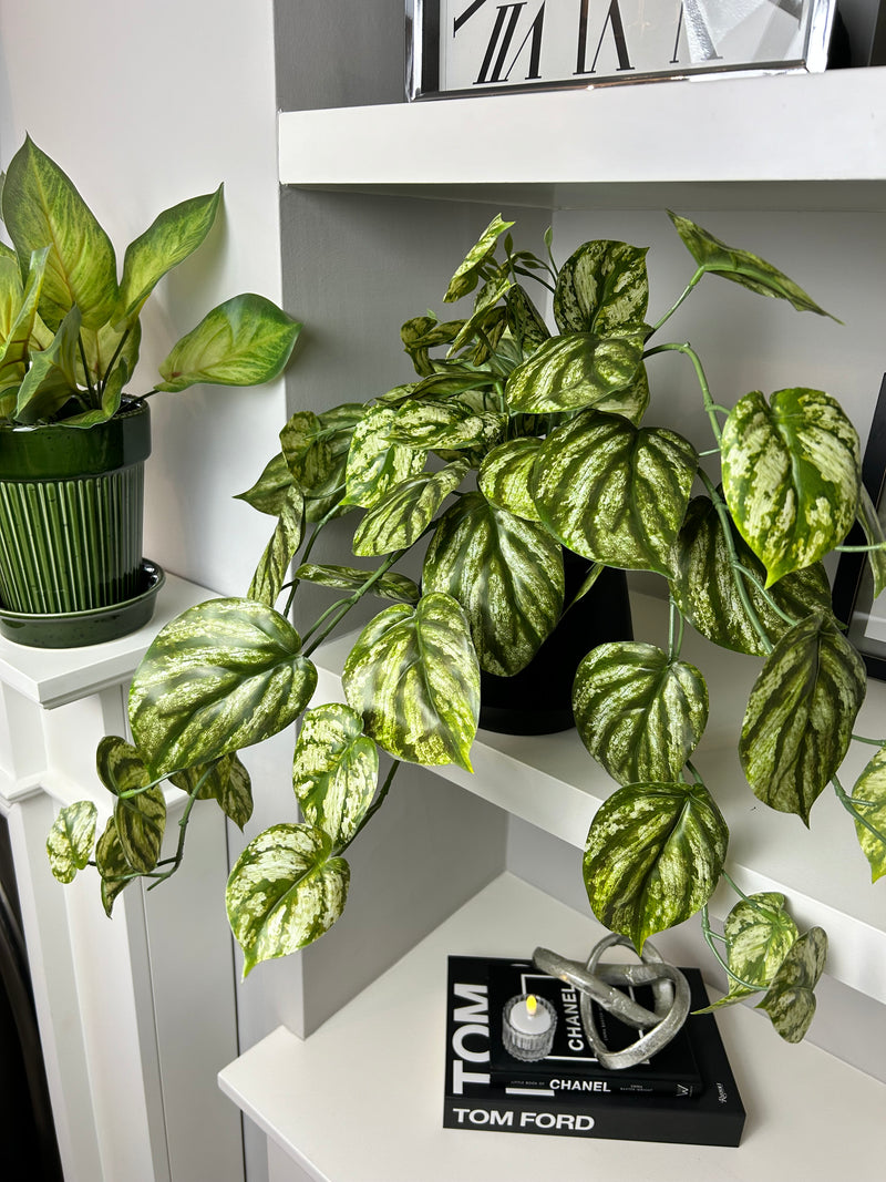 Variegated Peperomia Hanging trailing Potted Plant