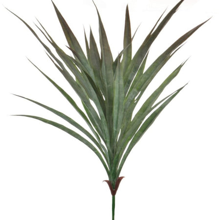 Large Spikey Grass aloe Bunch natural green pick plant