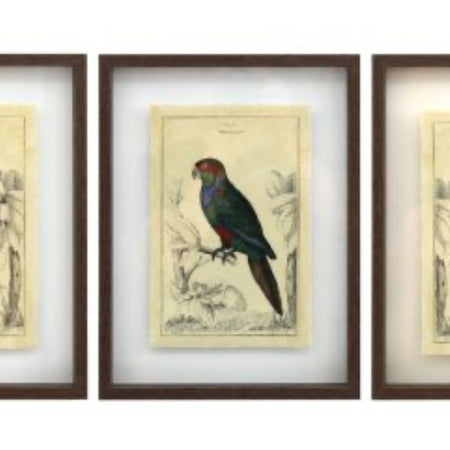 Set of 3 bird prints wood frame 30x40