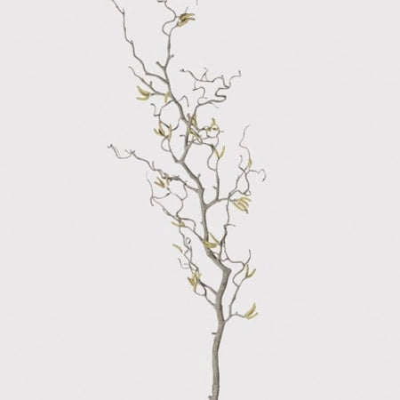 Willow Branch with Catkins Stem