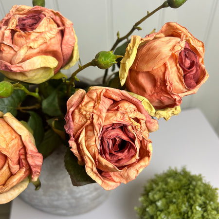 Burnt orange rose stem