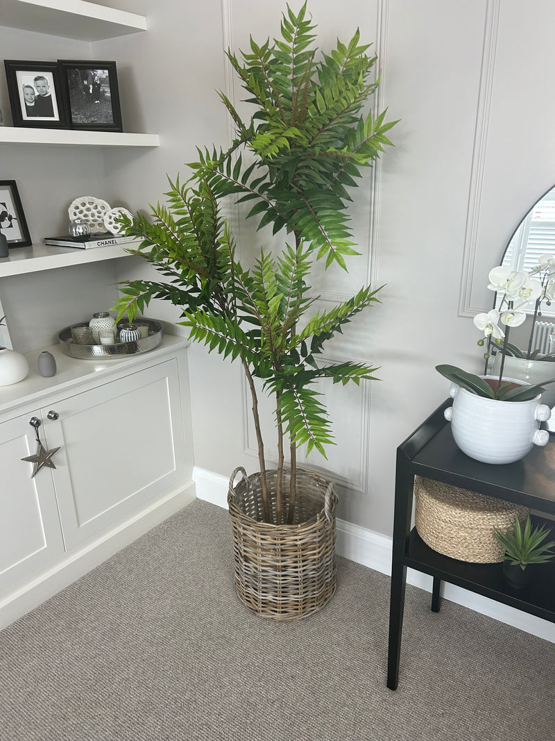 Large Potted Fern triple Tree 170cm Tall