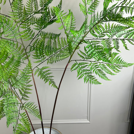 Sword fern tall plant tree in black pot 145cm