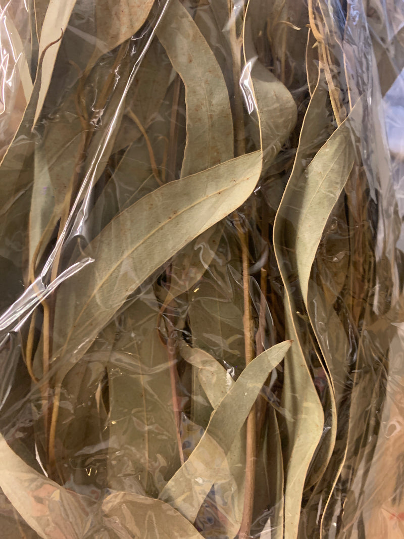 Bunch of dried Eucalyptus  75cm