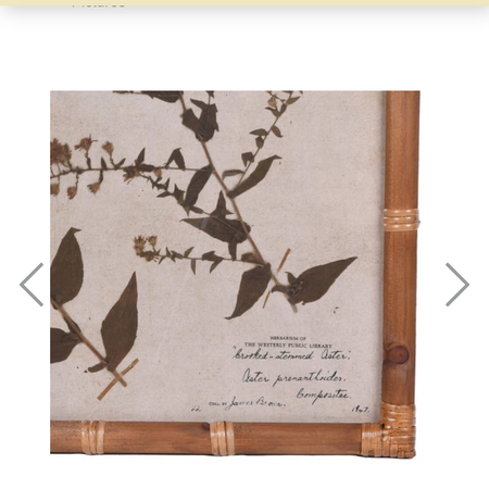 Set of 2 Achillea and Aster botanical floral Prints bamboo textured frame