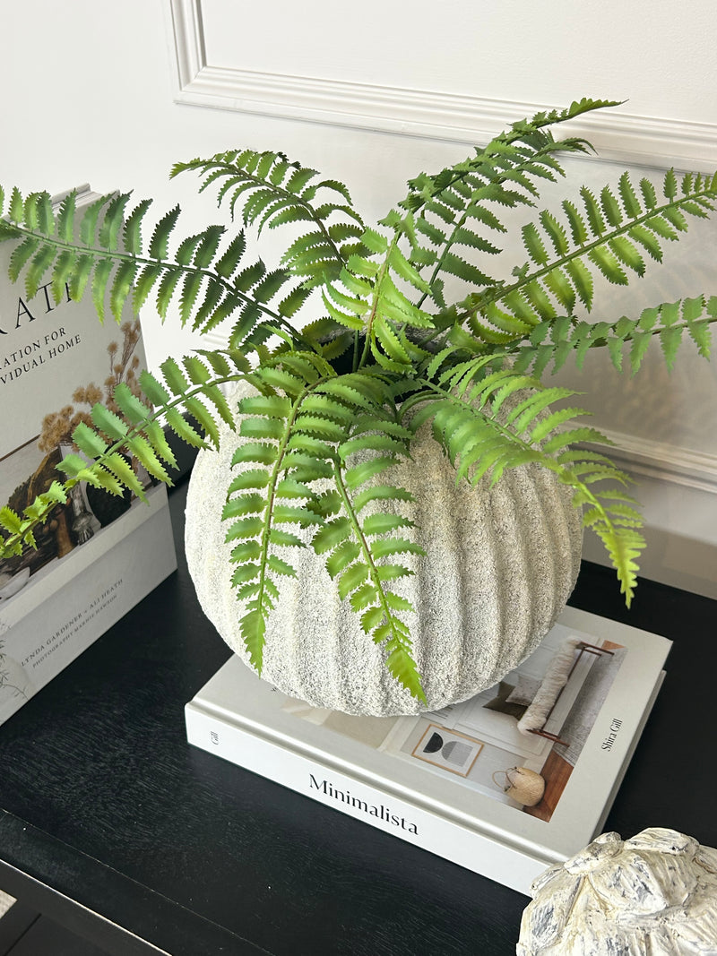 Ostrich Fern bunch 50cm