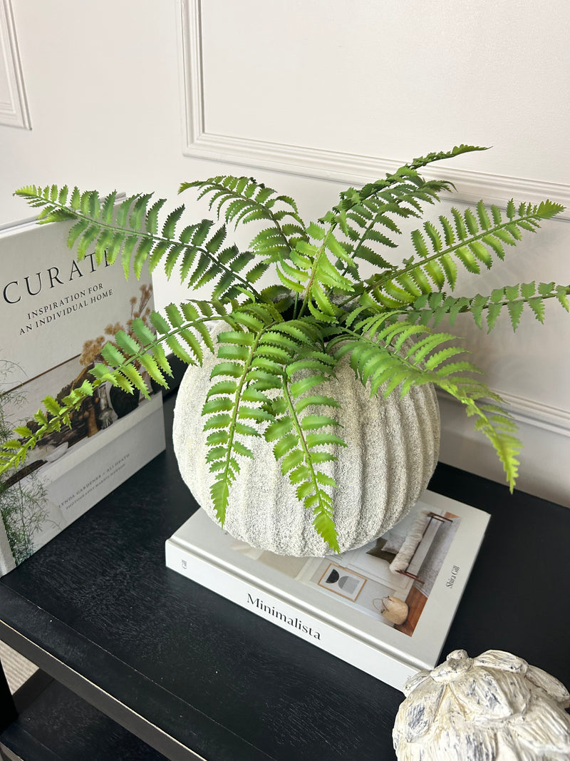 Ostrich Fern bunch 50cm