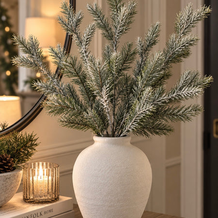 Blue spruce multi stem 70cm