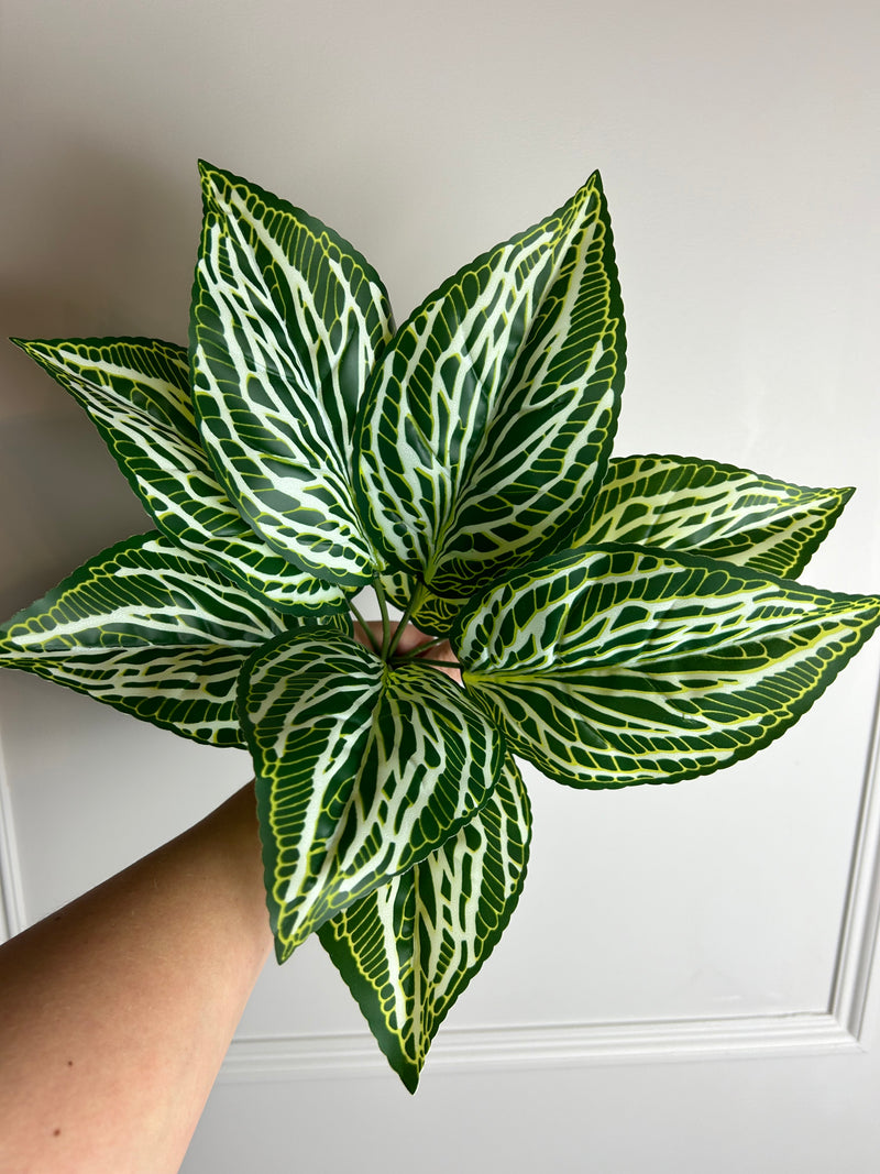 Zebra print leaf bunch pick plant