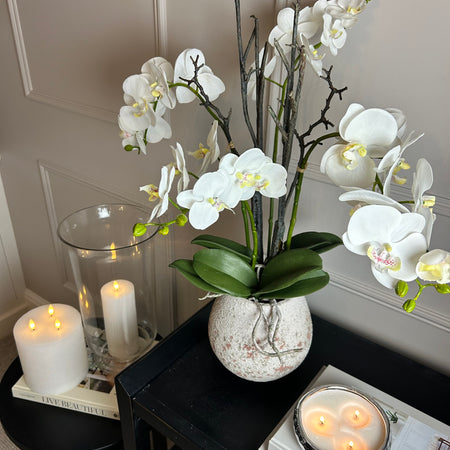 Extra Large White tall orchid in stone pot