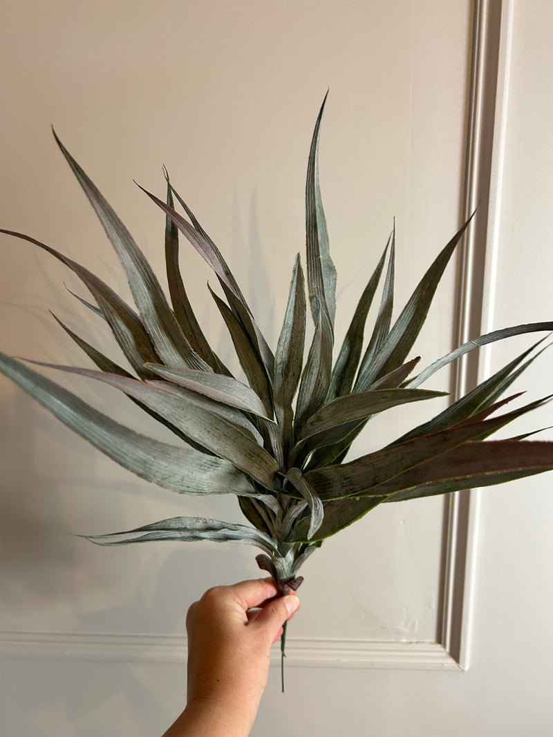 Large Spikey Grass aloe Bunch natural green pick plant