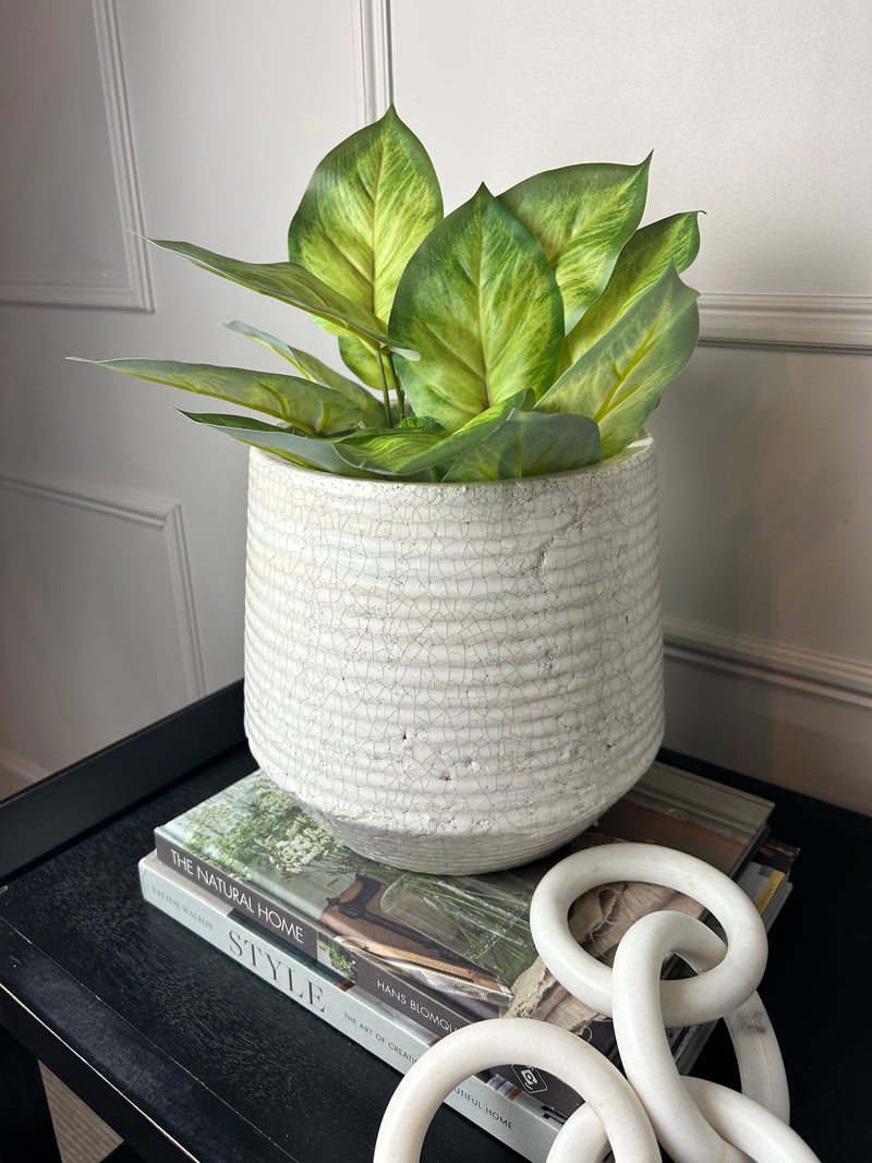 Variegated Printed Pothos Leaf Bunch pick plant