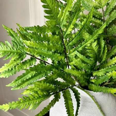 Natural green buckler fern stem 63cm