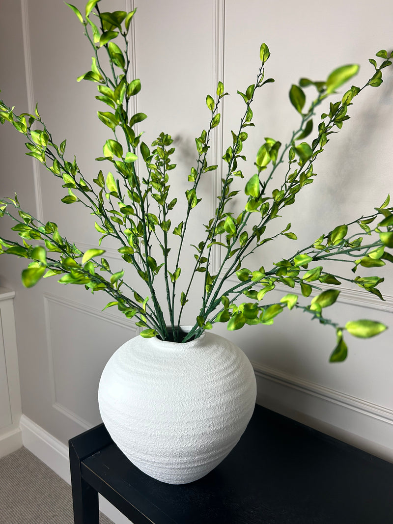 Tall simple leaf multi stem 100cm