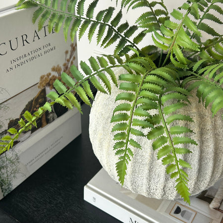 Ostrich Fern bunch 50cm