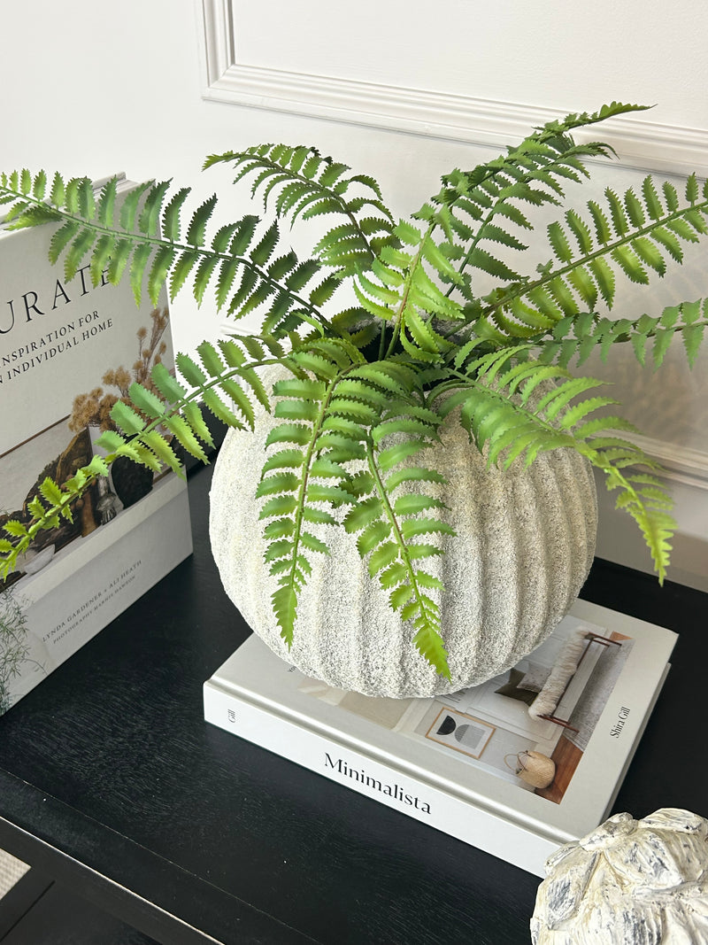 Ostrich Fern bunch 50cm