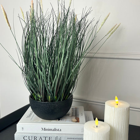 Fountain Grass Plant in Black Pot