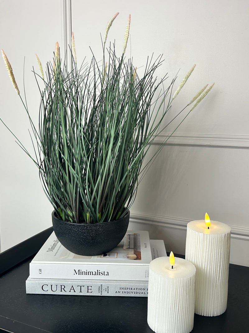 Fountain Grass Plant in Black Pot