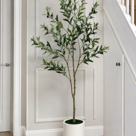 Tall Olive tree in white pot 150cm