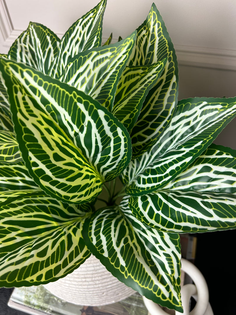 Zebra print leaf bunch pick plant