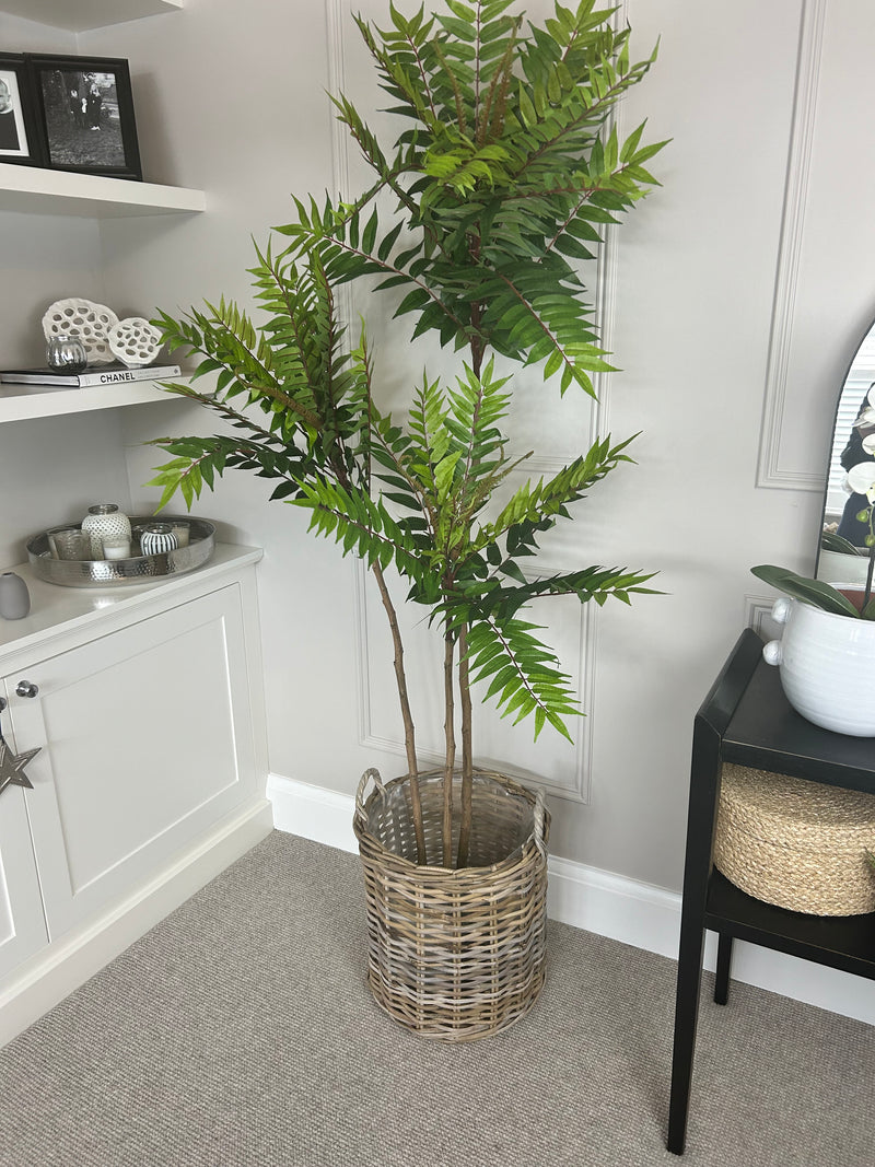 Large Potted Fern triple Tree 170cm Tall
