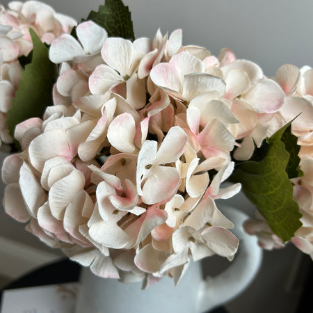 Blush Pink Cream two tone Hydrangea