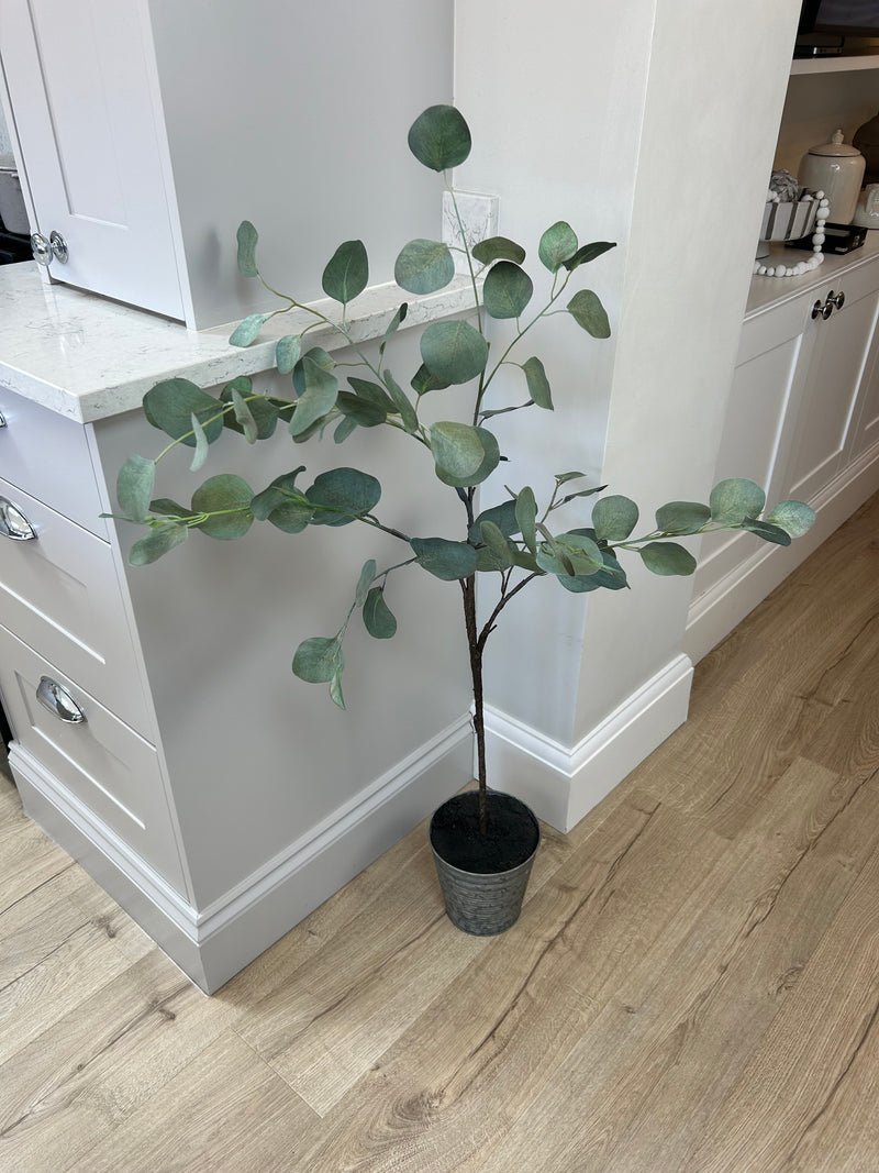 Eucalyptus tree dollar leaf in zinc planter