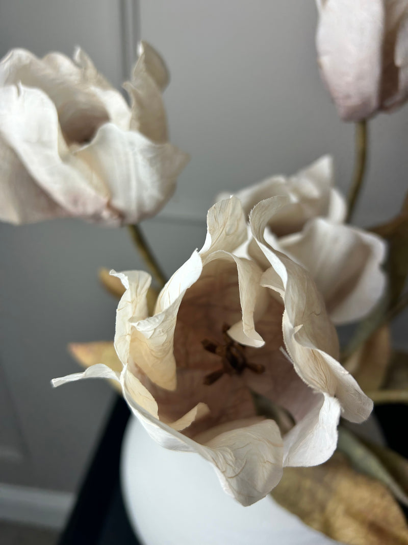 Dried real feel oyster tulip stem 70cm