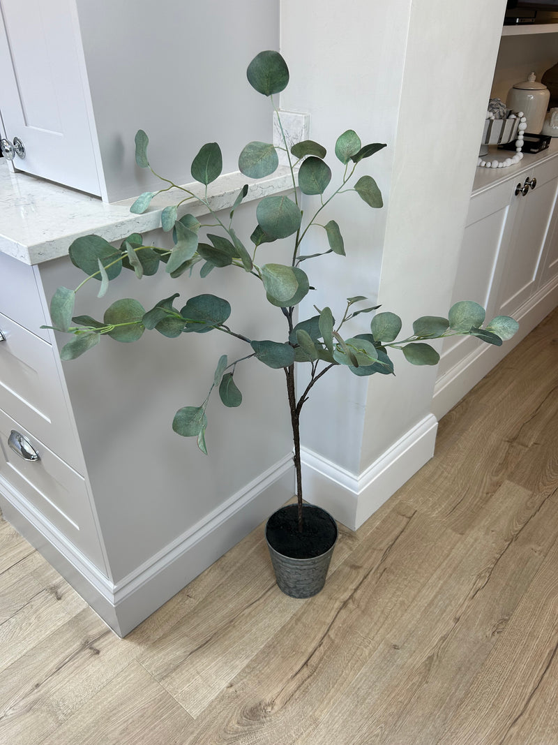 Eucalyptus tree dollar leaf in zinc planter