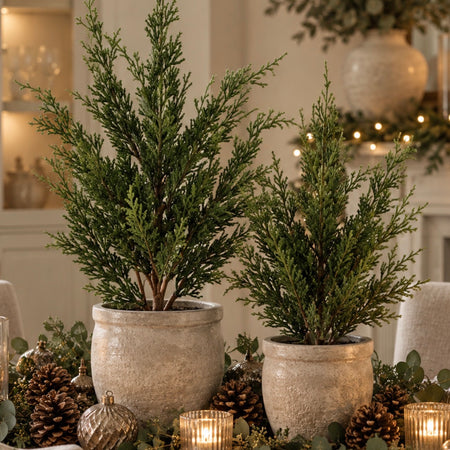 Premium Lawson potted conifer plant tree 2 sizes
