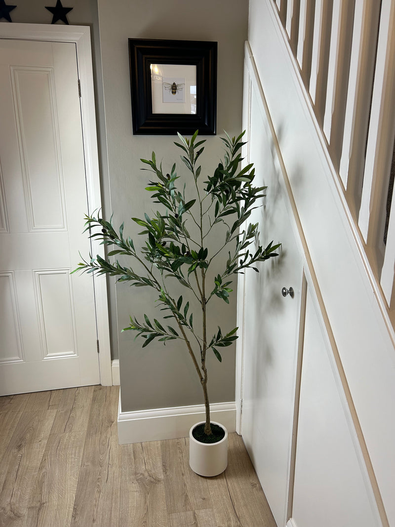 Tall Olive tree in white pot 150cm