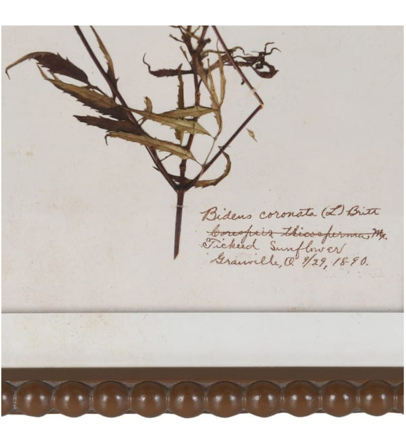 Brown bobble framed delicate floral flowers prints pictures 4 styles