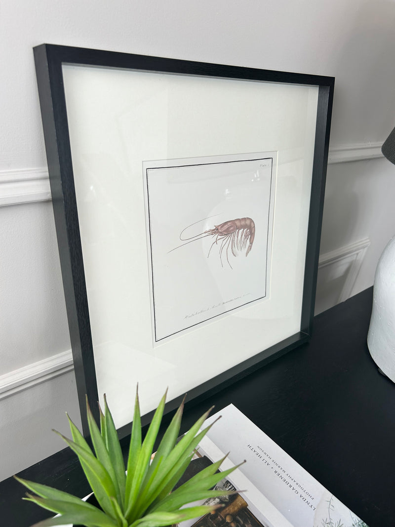 Set of 3 Crustacean mounted Black Framed Prints
