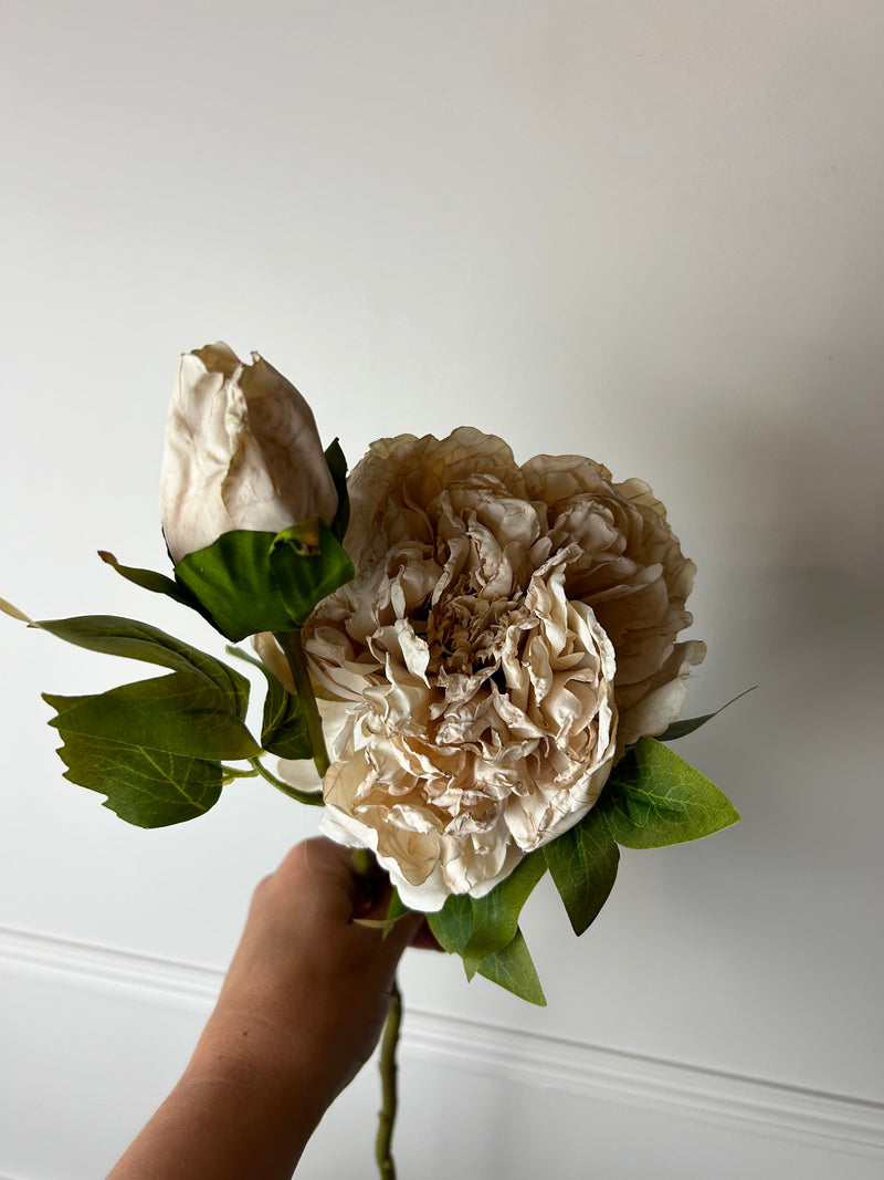 Oyster blush Dried Touch Open Peony with bud
