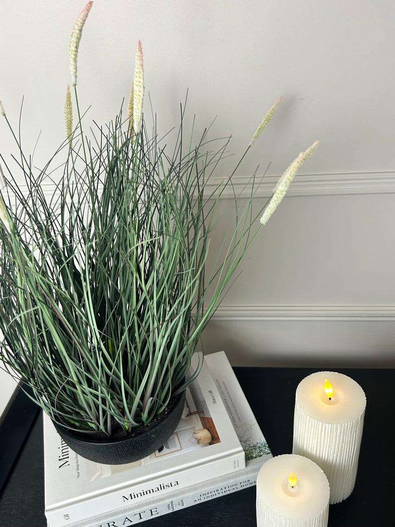 Fountain Grass Plant in Black Pot