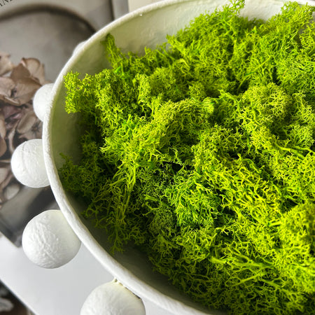 Bag of real dried green moss