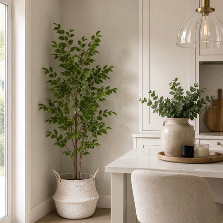 ‘Tree of Heaven’ Ailanthus Altissima Potted Tall Plant Tree 120cm and 150cm