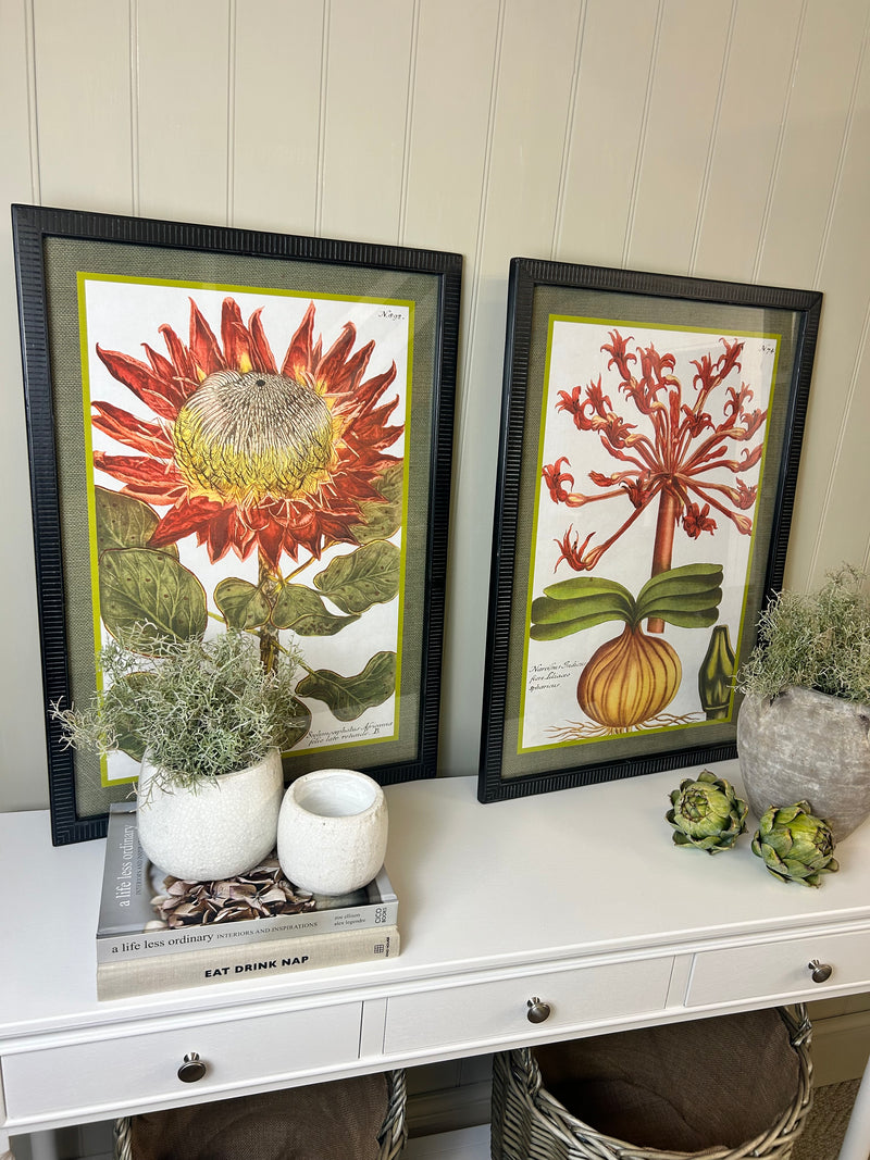 Liliaceo floral black framed glazed Prints