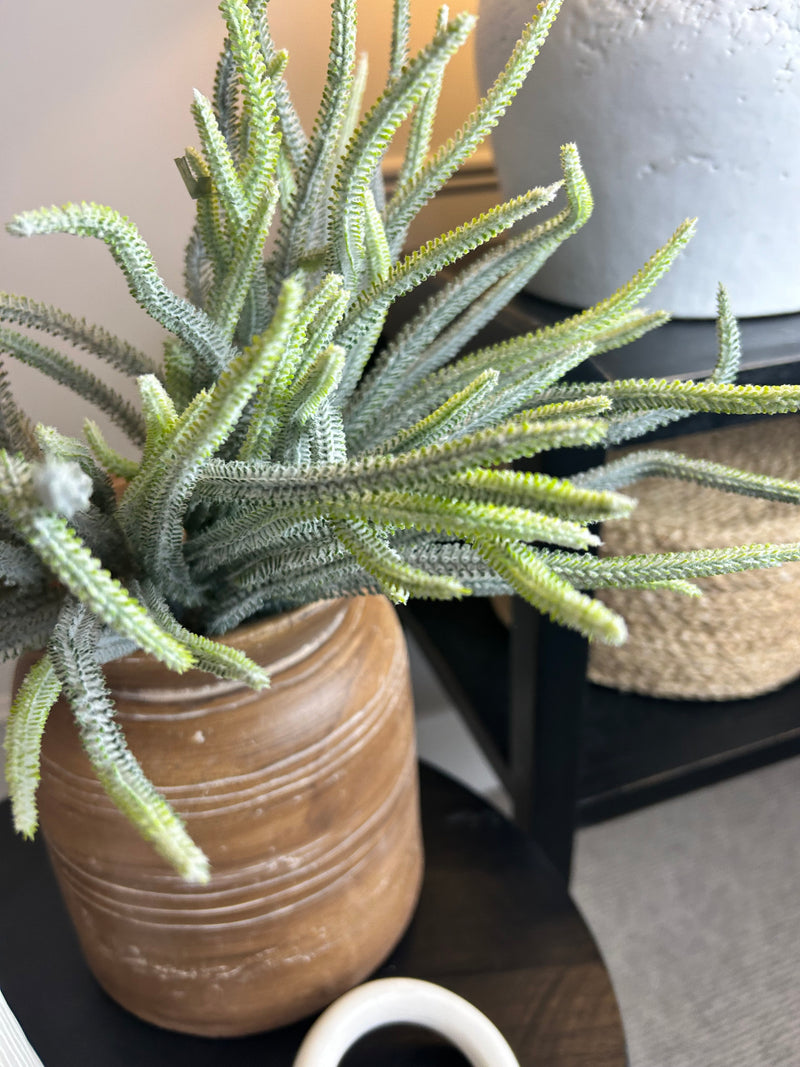 Foxtail Green Spiky Fern Bunch of 5 Stems