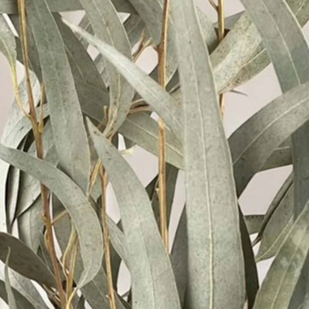 Bunch of dried Eucalyptus  75cm