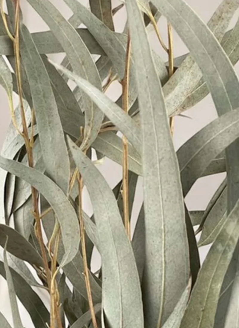 Bunch of dried Eucalyptus  75cm