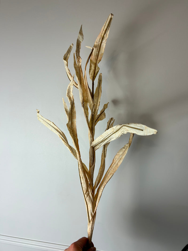 Cream oyster tall Reed Stem