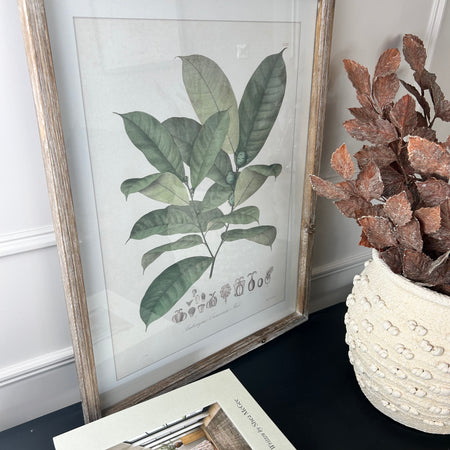 Large Botanical perennial rustic wooden framed prints 4 styles