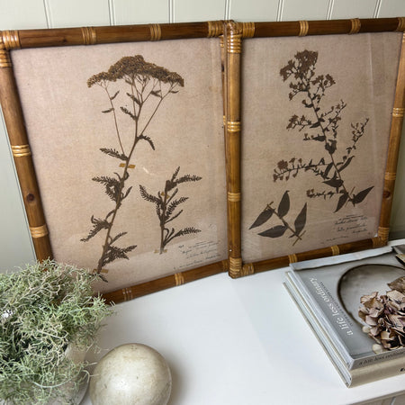 Set of 2 Achillea and Aster botanical floral Prints bamboo textured frame