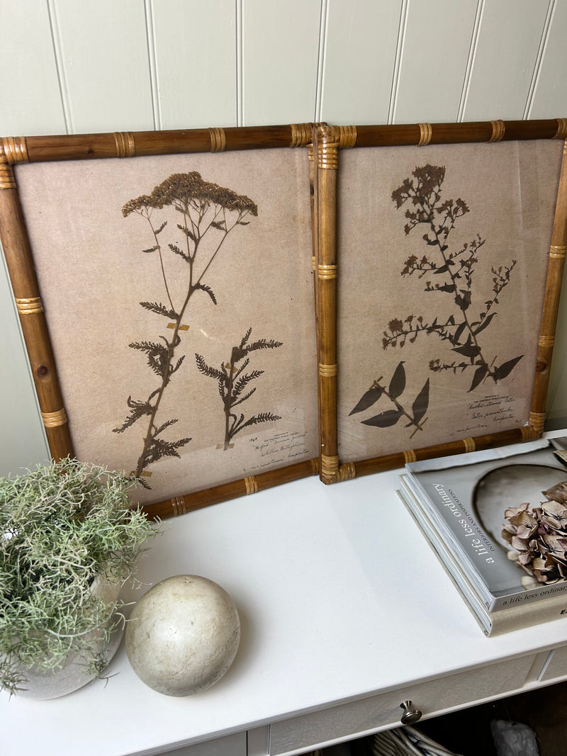Set of 2 Achillea and Aster botanical floral Prints bamboo textured frame