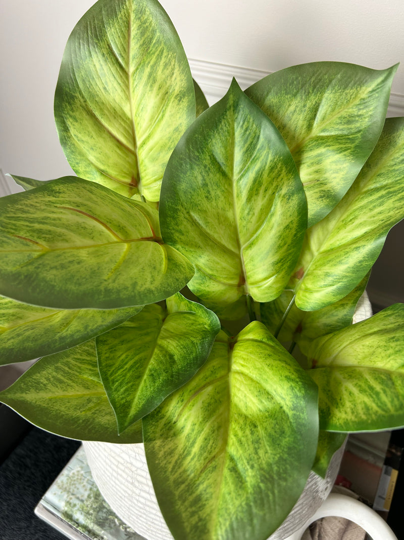 Variegated Printed Pothos Leaf Bunch pick plant