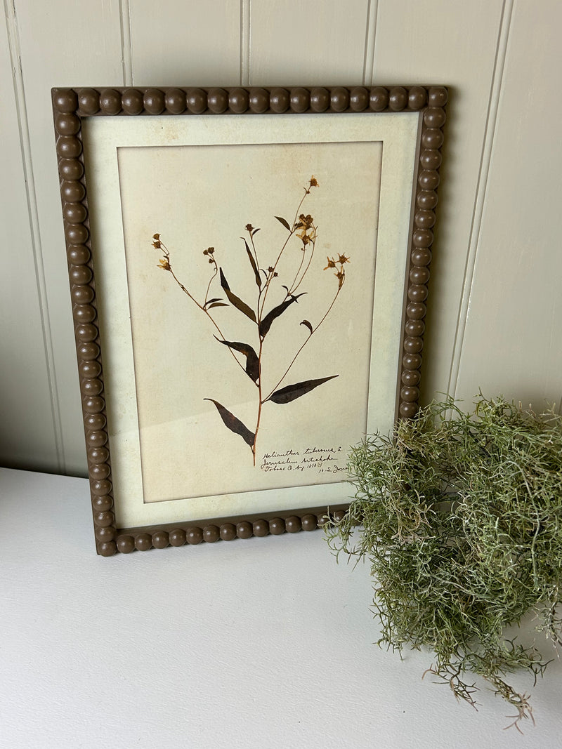 Brown bobble framed delicate floral flowers prints pictures 4 styles
