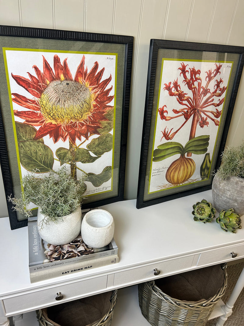 Liliaceo floral black framed glazed Prints