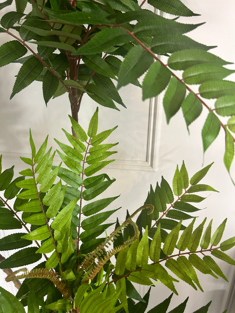 Large Potted Fern triple Tree 170cm Tall